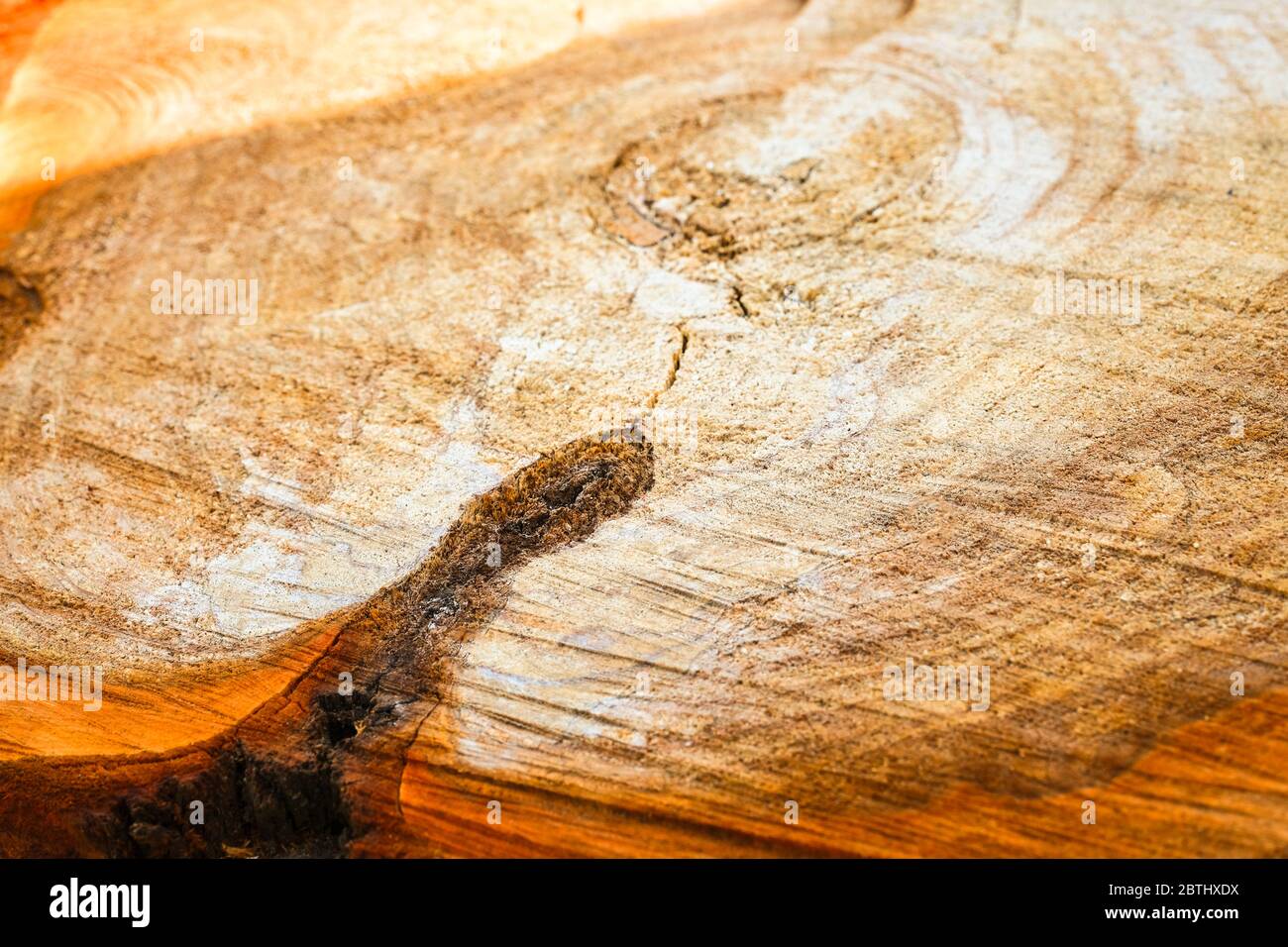 Natural wood texture of cut tree trunk. Close-up wooden cut structure. Willow tree. Sale. Selective focus Stock Photo