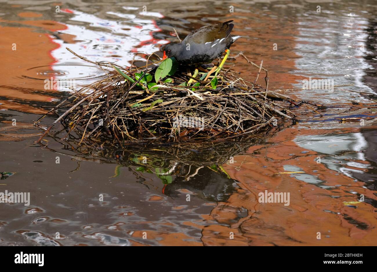 Loughborough, Leicestershire, UK. A Moorhen builds a nest on a pond in QueenÕs Park, 26th May 2020. Credit Darren Staples/Alamy Stock Photo