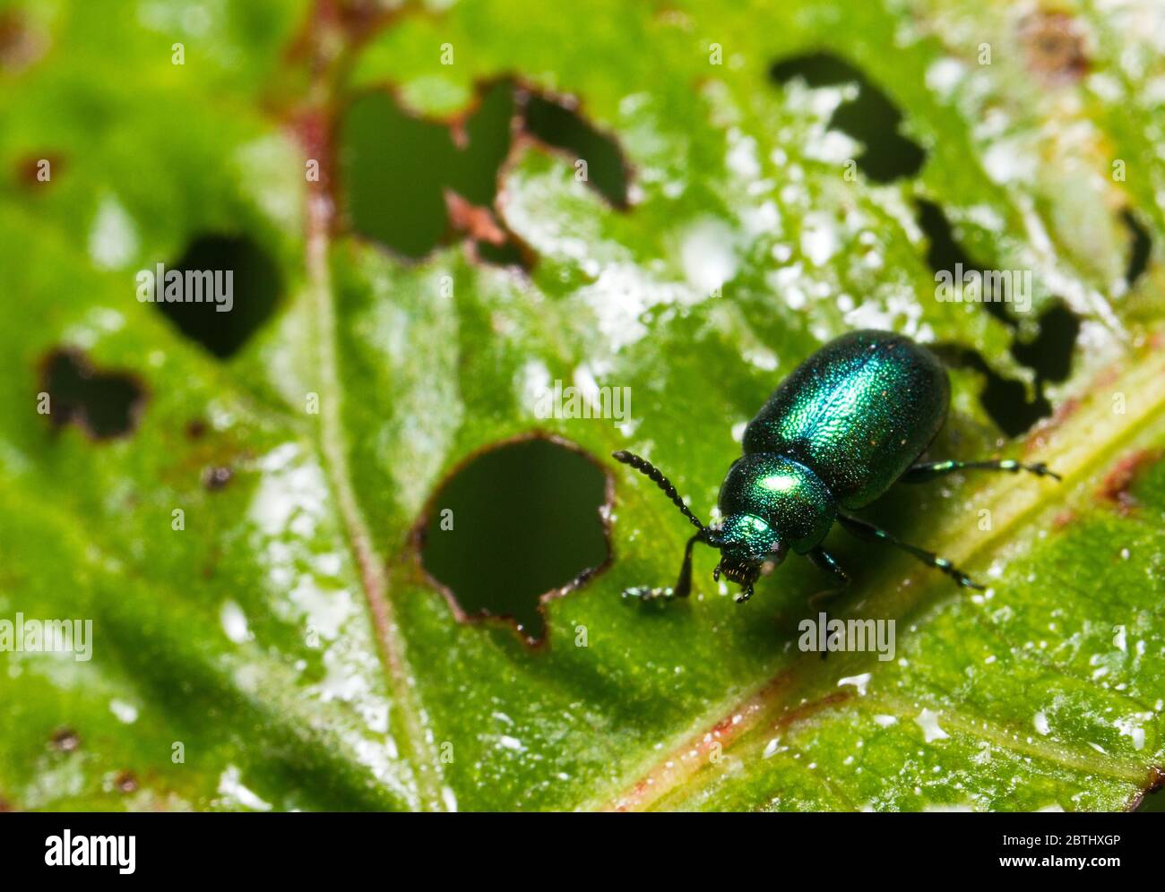 Insect of the beetle family Chrysomelidae, commonly known as leaf beetle. Chrysolina fastuosa, also known as the dead-nettle leaf beetle Stock Photo