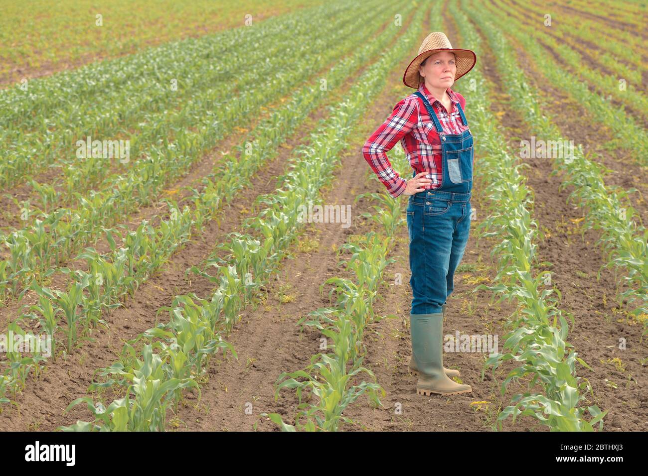 Concerned female farmer standing in corn field and looking over young green maize crops Stock Photo