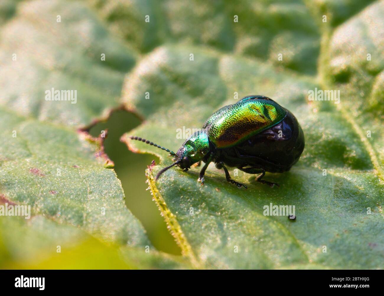 Insect of the beetle family Chrysomelidae, commonly known as leaf beetle. Chrysolina fastuosa, also known as the dead-nettle leaf beetle Stock Photo