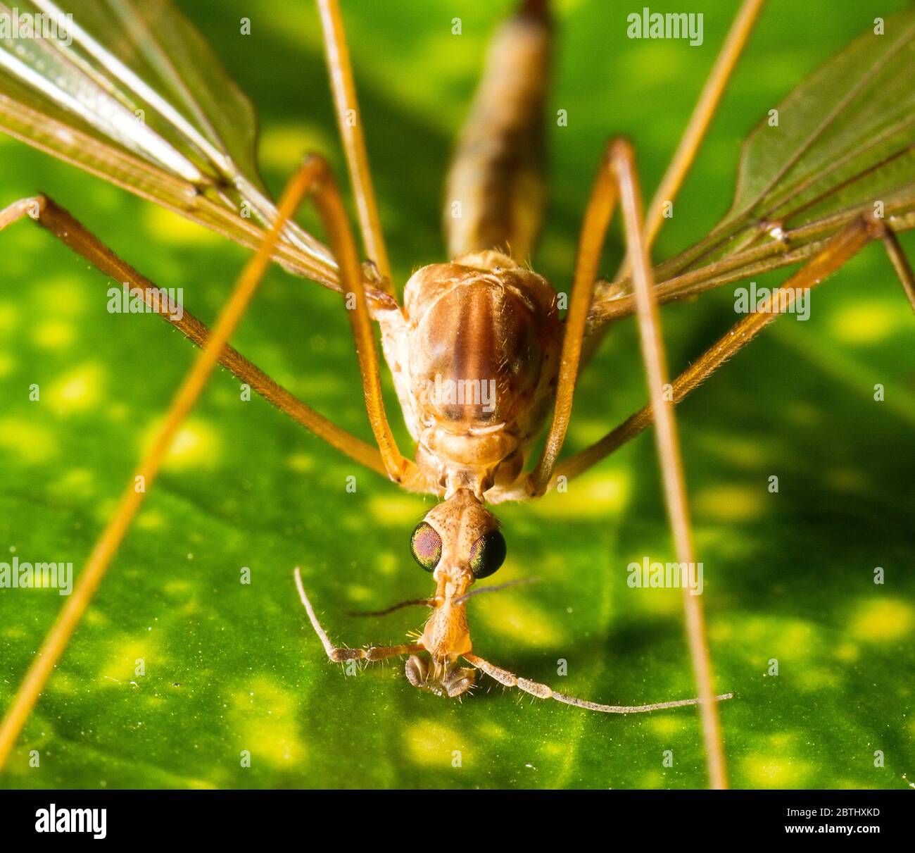 Crane fly close up macro, member of the insect family Tipulidae Stock Photo