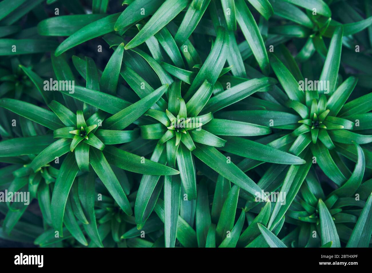 Asiatic lily plant. Lilium young garden leaves Stock Photo - Alamy