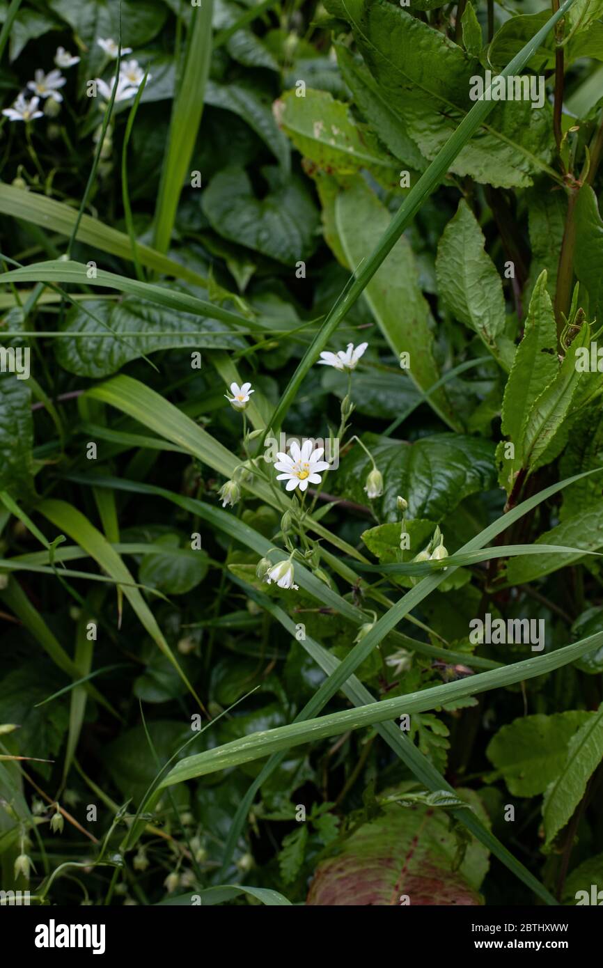 Roadside Verges High Resolution Stock Photography and Images - Alamy
