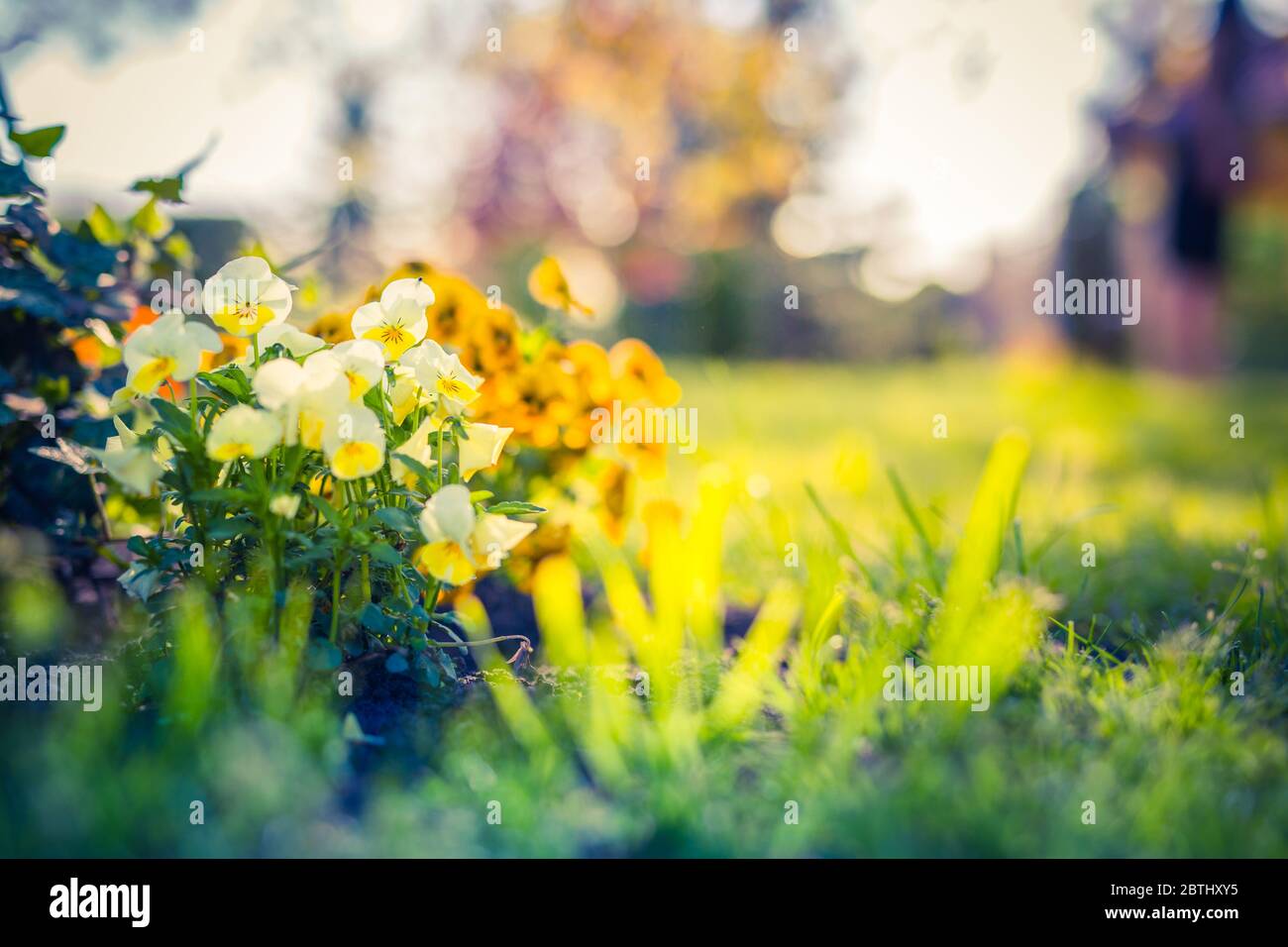 Multicolored flowerbed on a lawn. Blooming flowers with blurred nature meadow. Beautiful colors park or garden floral backdrop, dream nature flowers Stock Photo