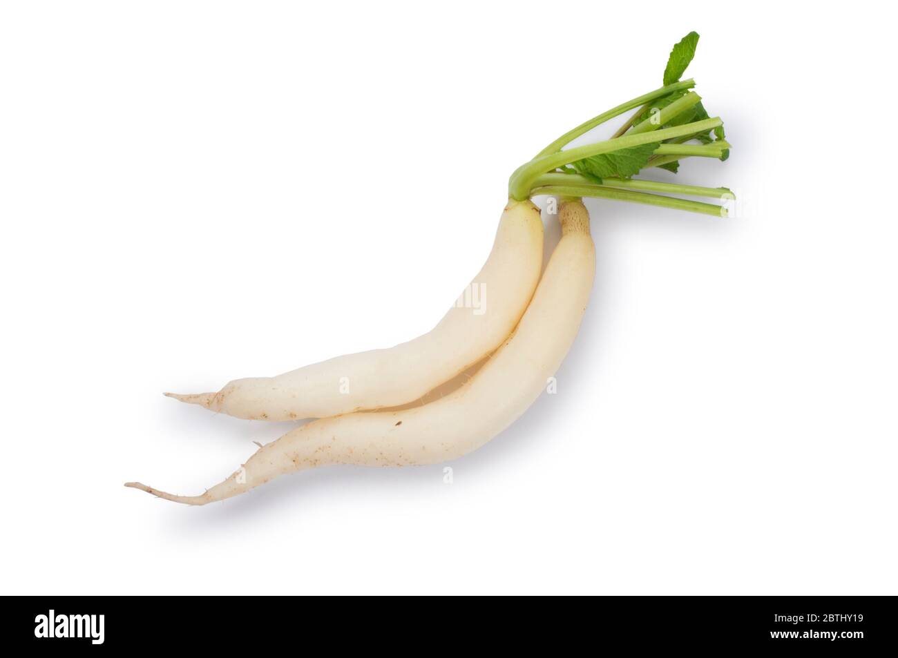Studio shot of Daikon radish cut out against a white background - John Gollop Stock Photo