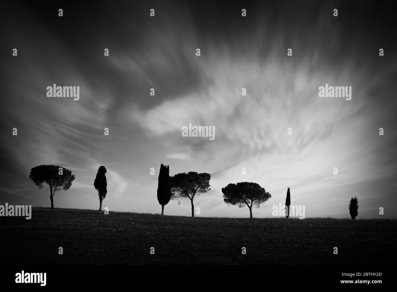 Row of cypress trees at sunset, dramatic sky, typical tuscan landscape with copy space in black and white Stock Photo