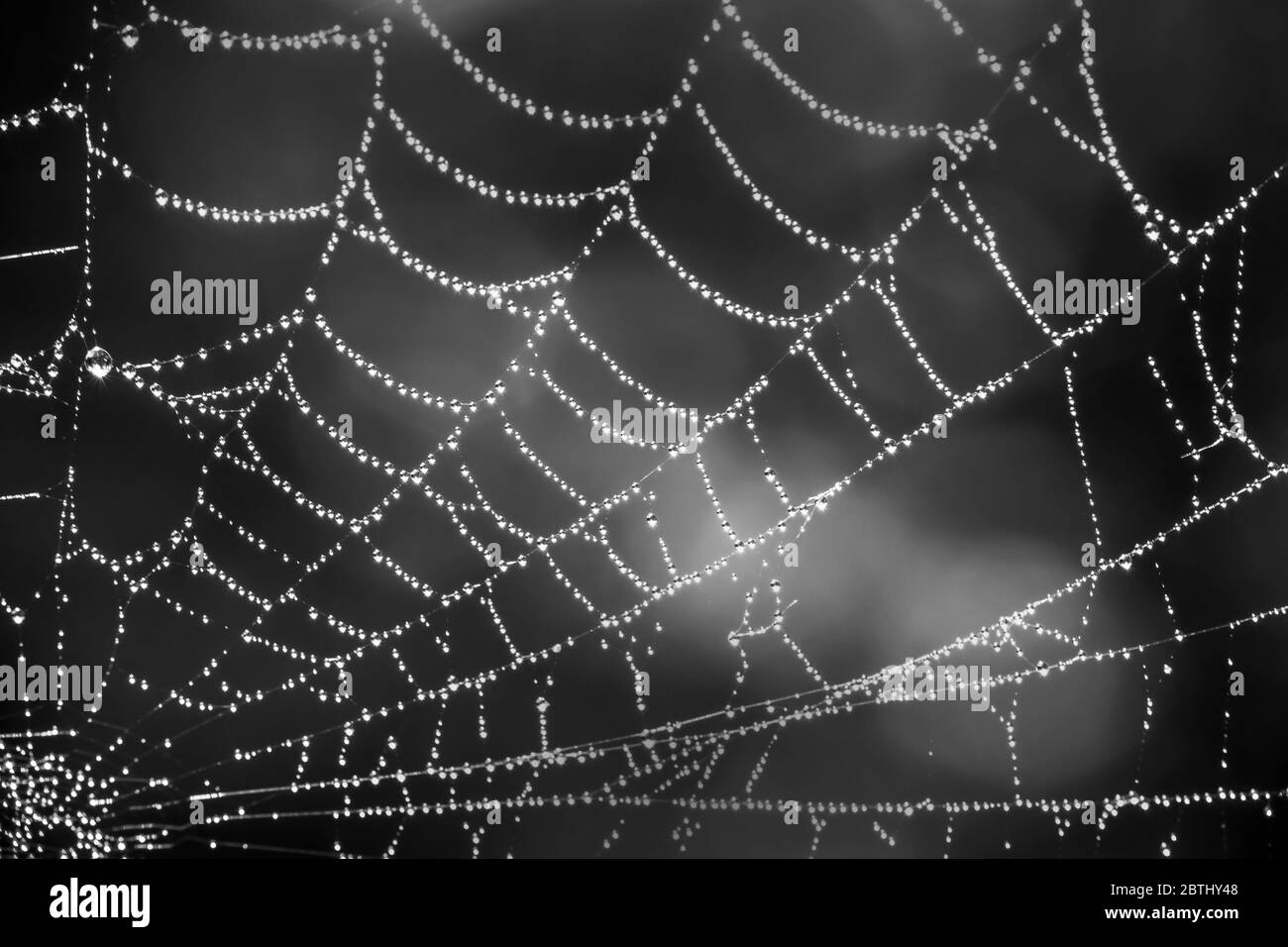 Spider web close up with dew drops in black and white Stock Photo