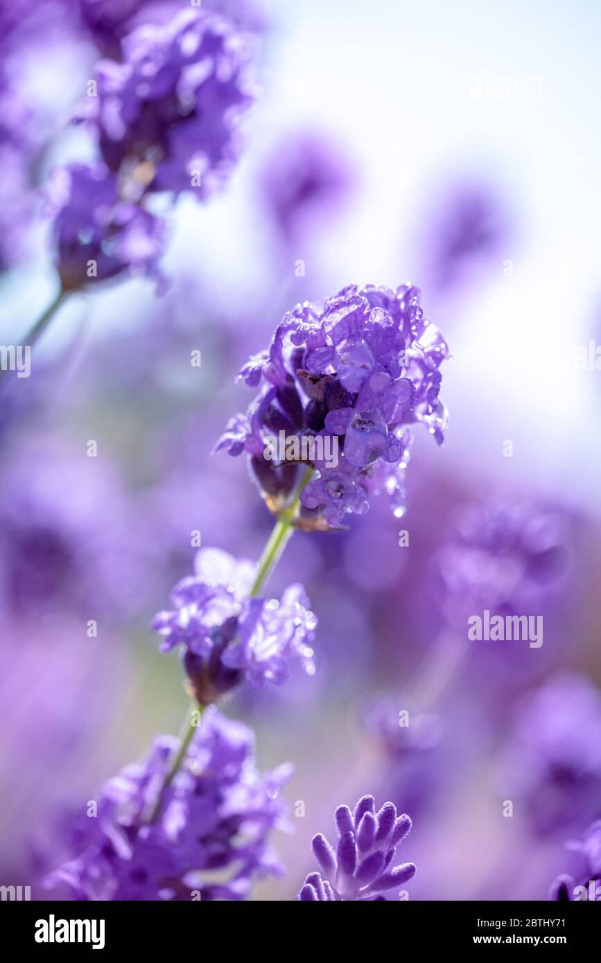 Purple lavender flower close up  in a garden Stock Photo