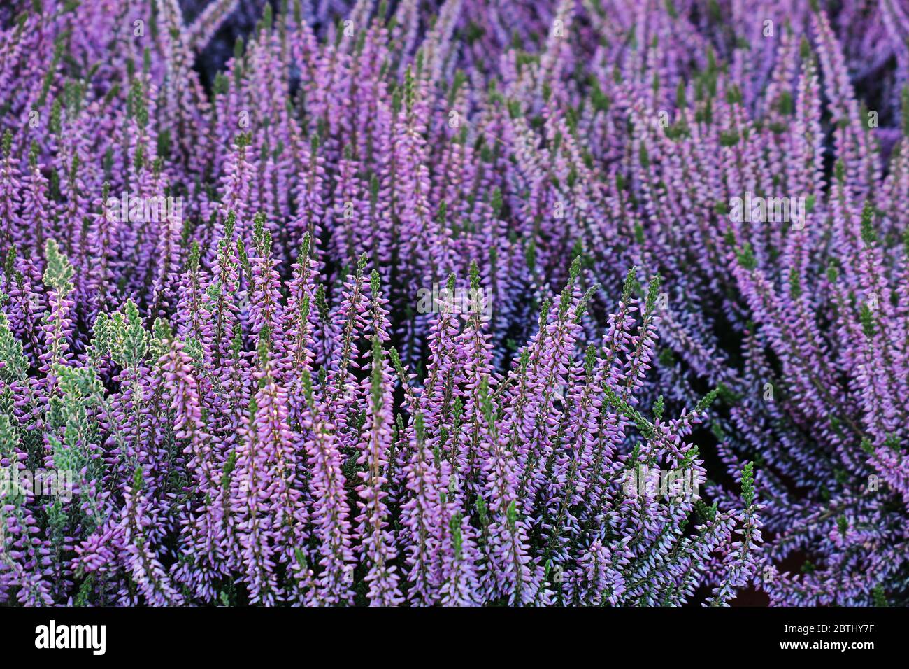 close up of purple flowering heath plants Stock Photo
