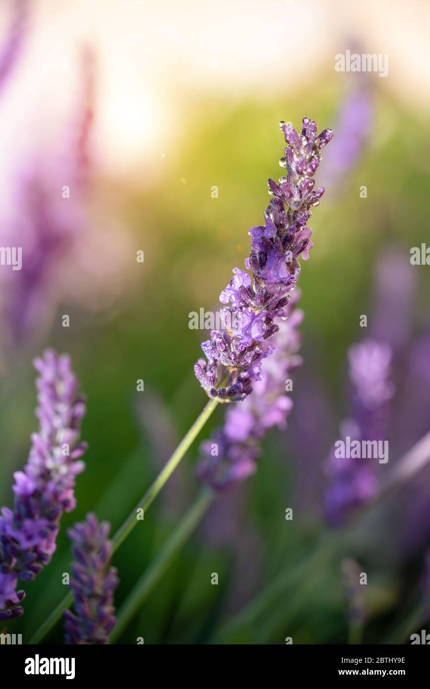 Purple lavender flower hires stock photography and images Alamy
