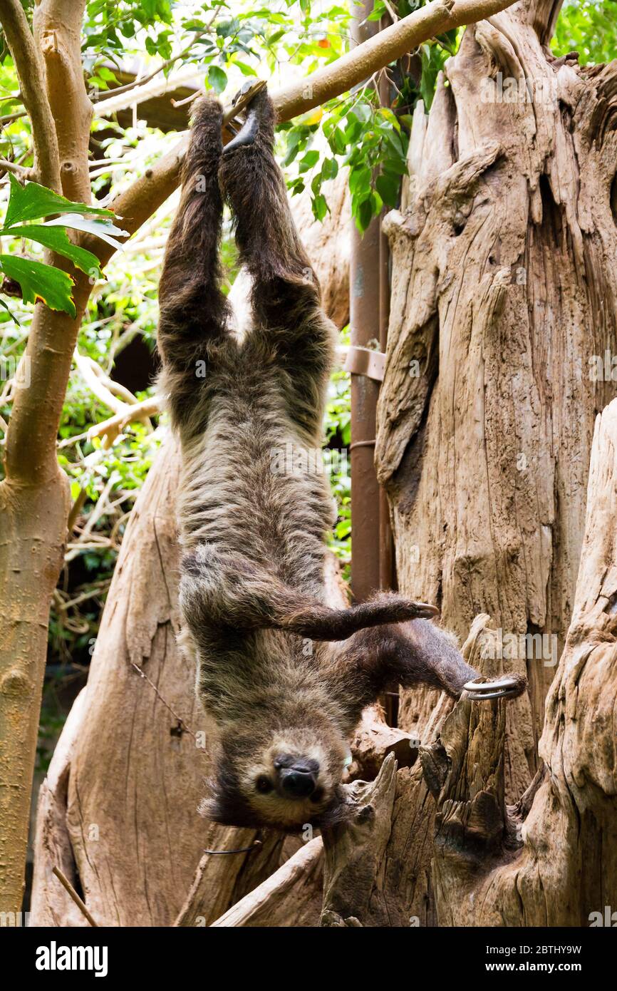 Linnaeus's two-toed sloth (Choloepus didactylus), also known as the southern two-toed sloth, unau, or Linne's two-toed sloth Stock Photo