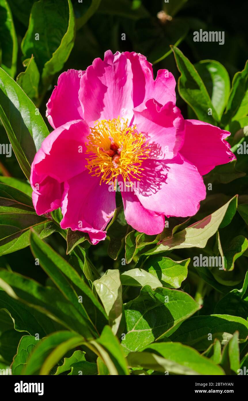 Paeonia officinalis, garden peony or common peony flower in the garden, close up, Germany, Western Europe Stock Photo