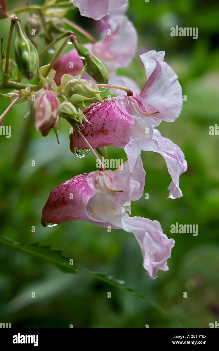 common names Policeman's Helmet, Bobby Tops, Copper Tops, and Gnome's Hatstand , Himalayan Balsam, Kiss-me-on-the-mountain Stock Photo