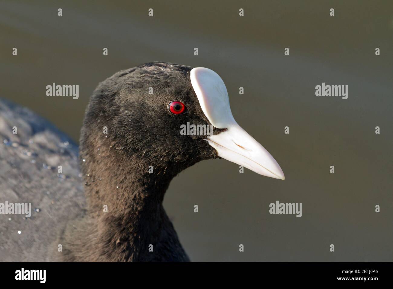 The Eurasian coot (Fulica atra), also known as the common coot, or Australian coot Stock Photo