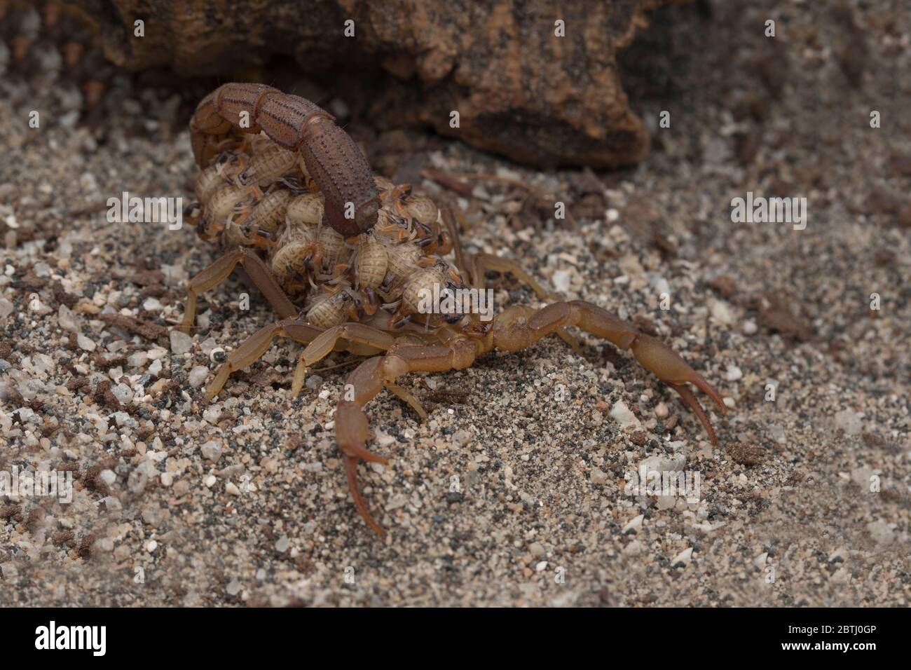 Female Hottentotta hottentotta (Fabricius, 1787) with babies Stock Photo