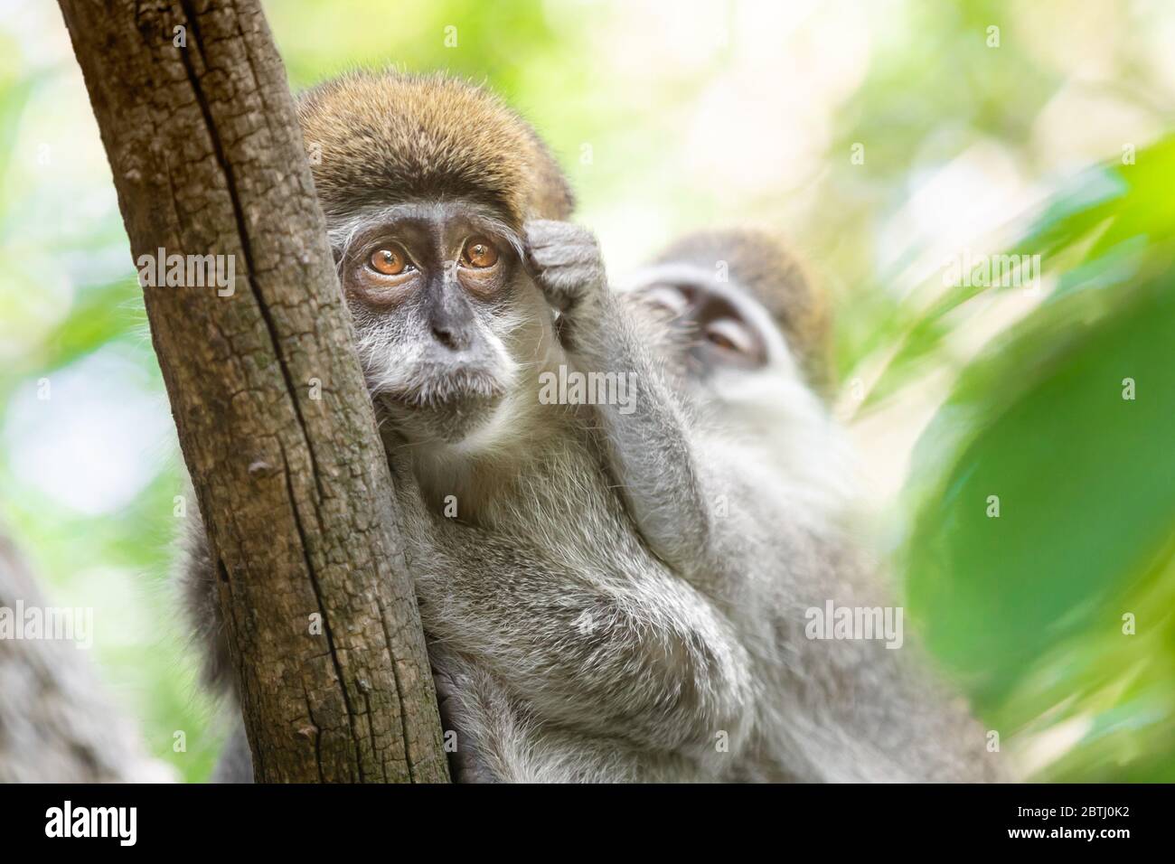 Close up of two female mandrills clinging to a tree branch and grooming each other, against a green bokeh background Stock Photo