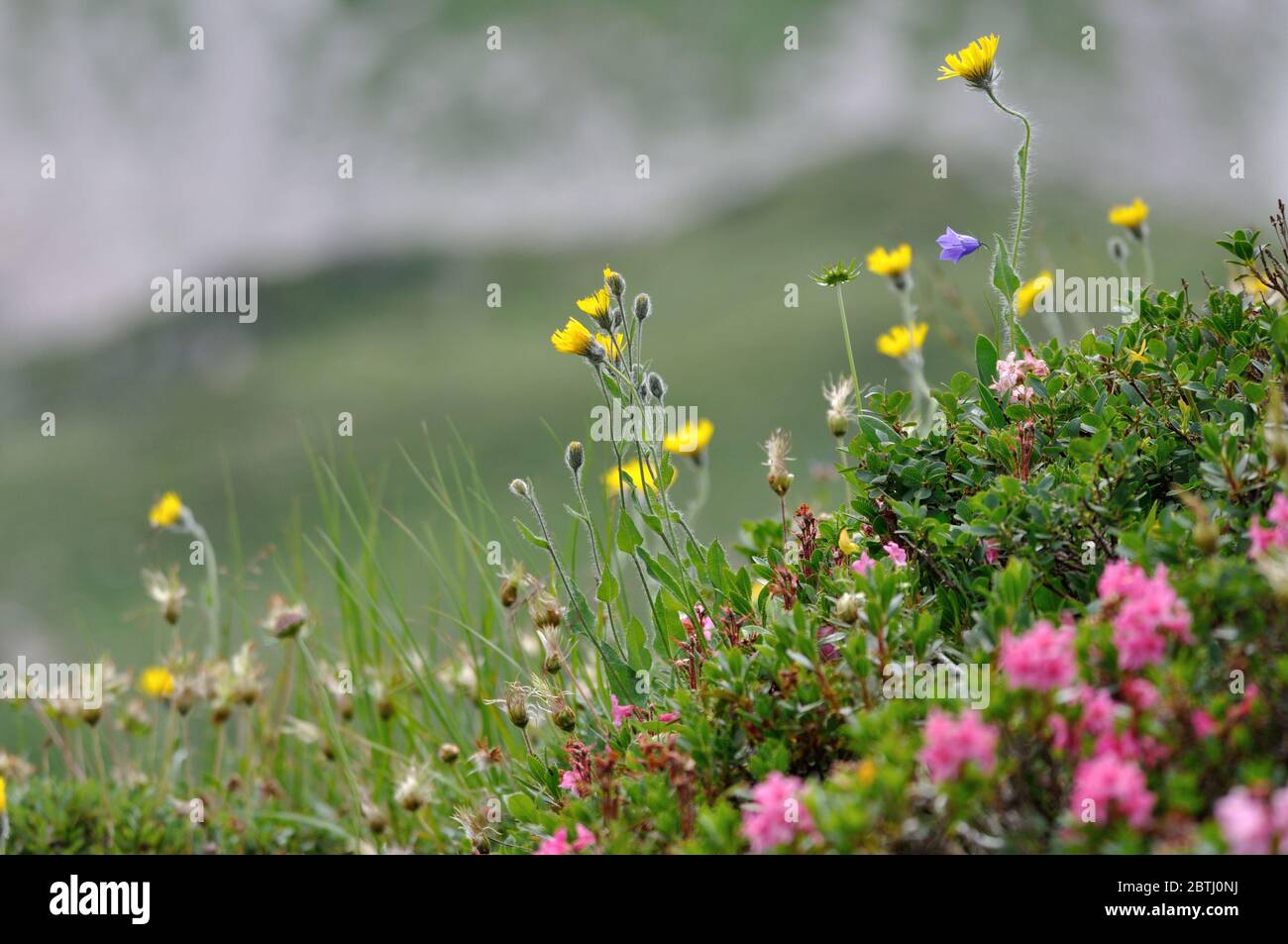 Blumen auf einer Bergwiese in den österreichischen Alpen. Stock Photo