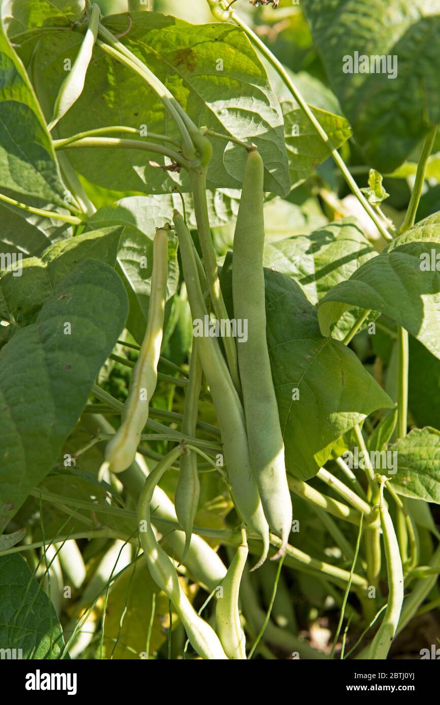 Common bean in the garden (Phaseolus vulgaris), France Stock Photo Alamy