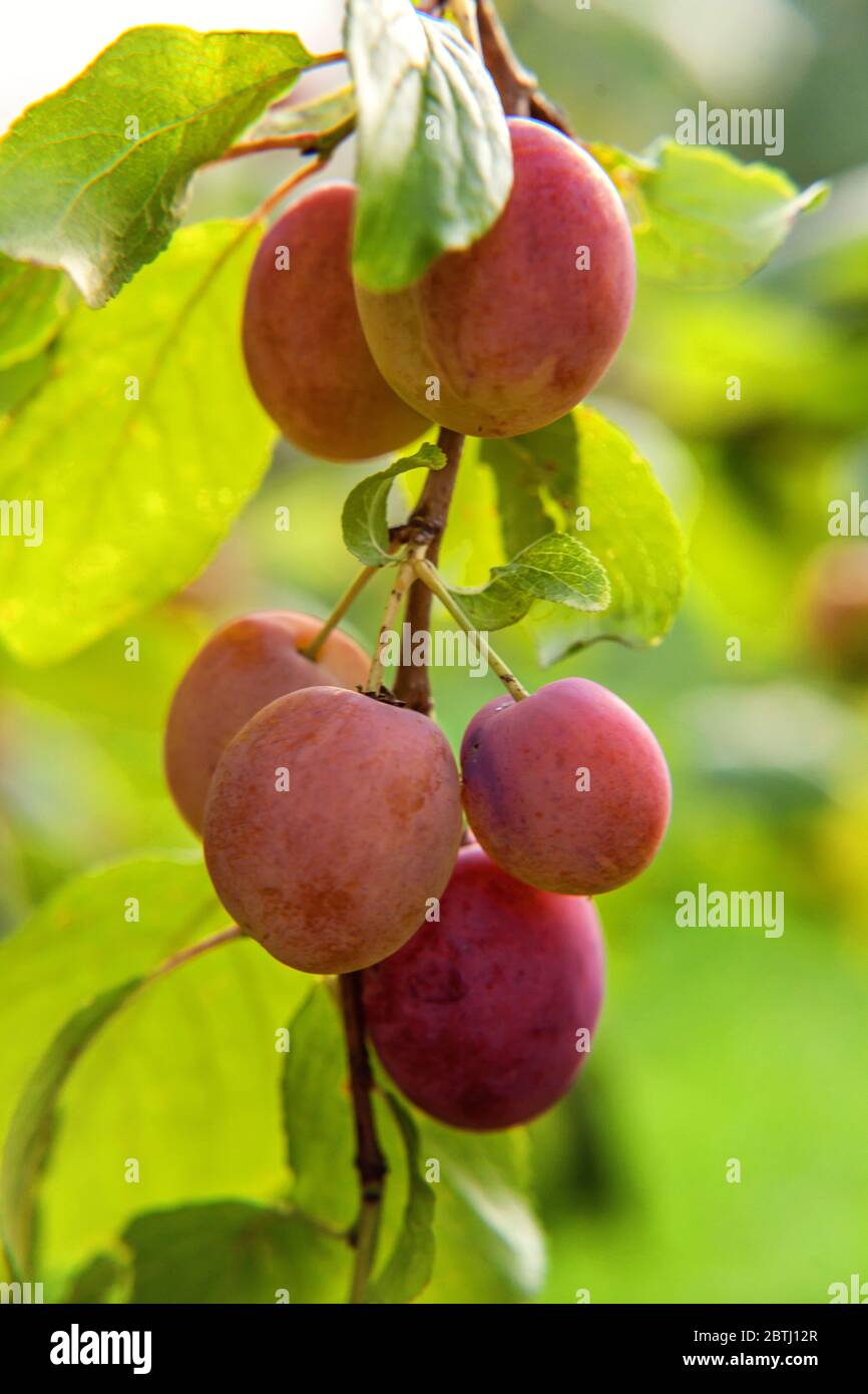 Baby plum tree hires stock photography and images Alamy