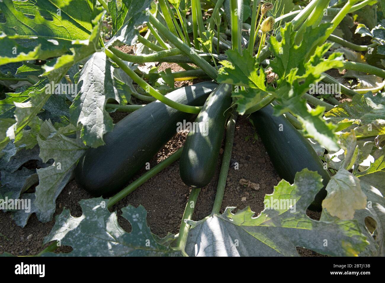 Courgette, fruit and flower (Cucurbita pepo), France Stock Photo Alamy