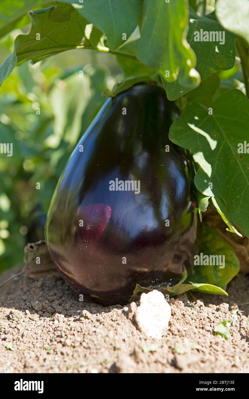 Eggplant (Solanum melongena), France Stock Photo Alamy