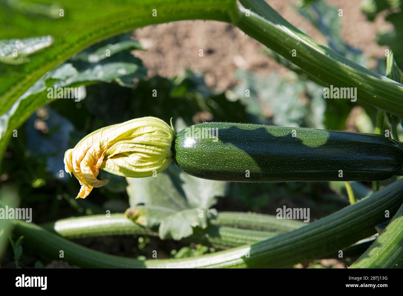 Courgette, fruit and flower (Cucurbita pepo), France Stock Photo Alamy