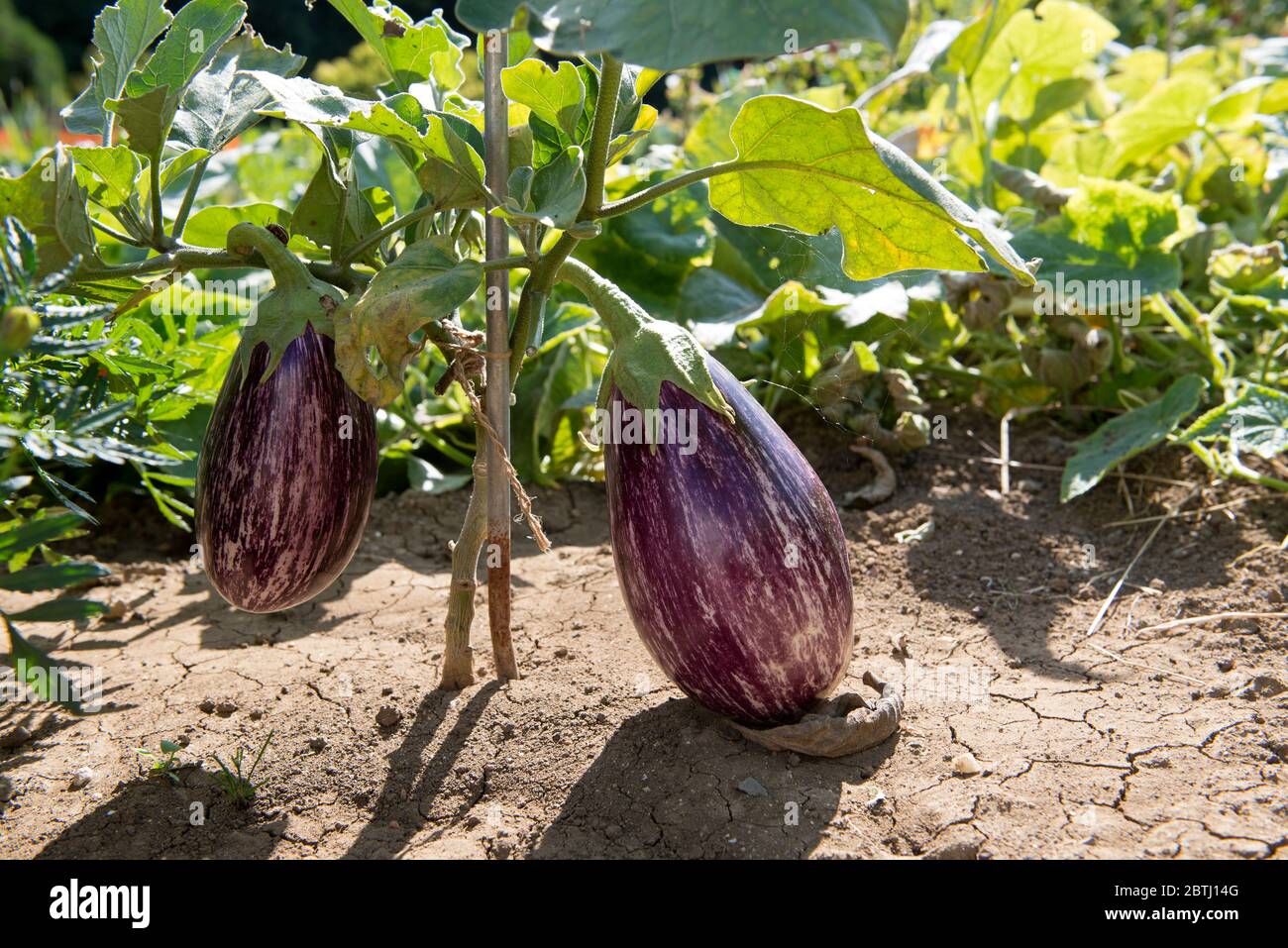Eggplant (Solanum melongena), France Stock Photo Alamy