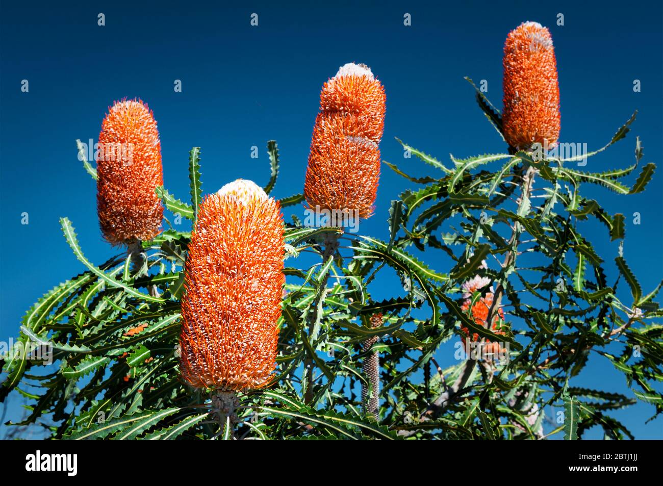 Beautiful orange blossom of the Acorn Banksia. Stock Photo