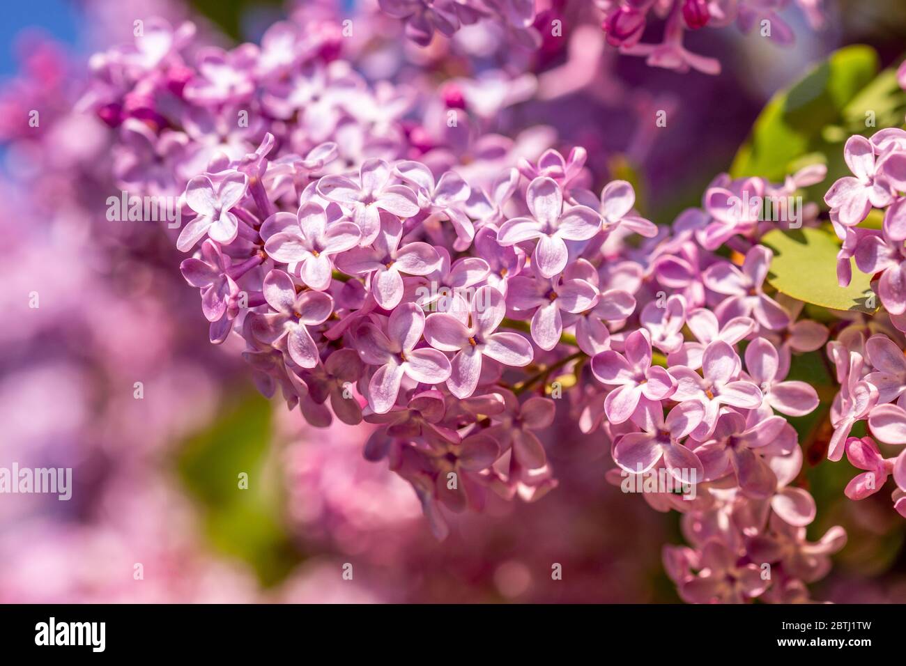 In Spring Lilac Trees Bloom In Large Clusters Of Small Purple Flowers Stock Photo Alamy