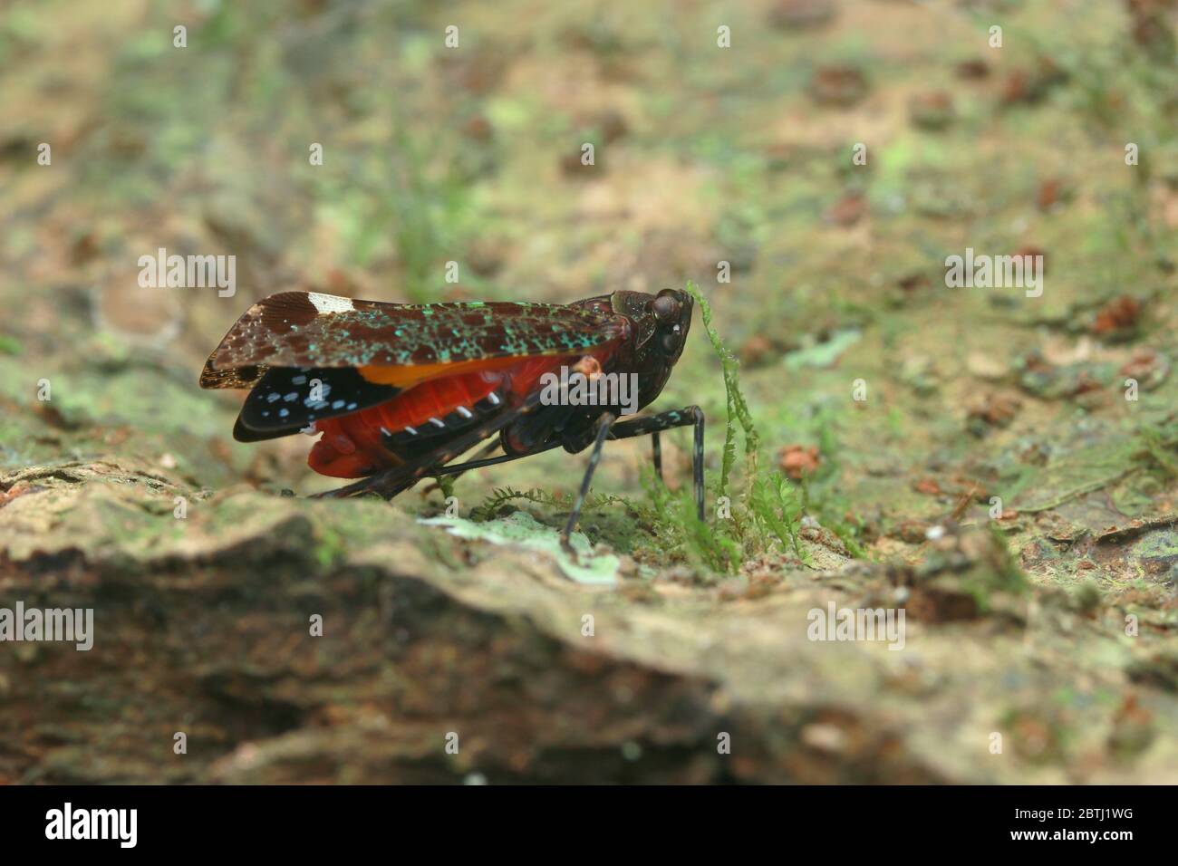 Penthicodes bimaculata (Schmidt, 1905) Stock Photo