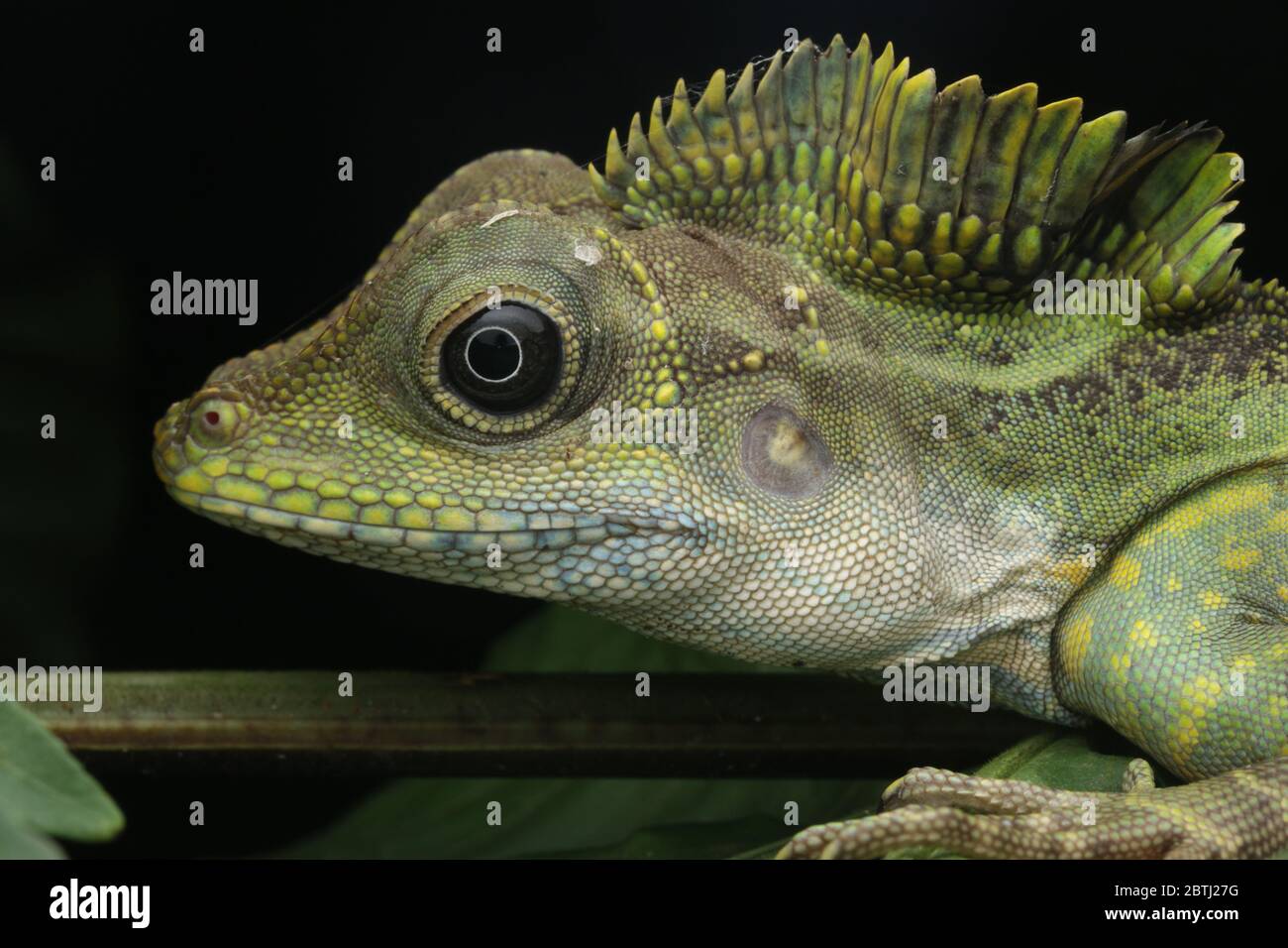 Great anglehead Lizard , Gonocephalus grandis Stock Photo