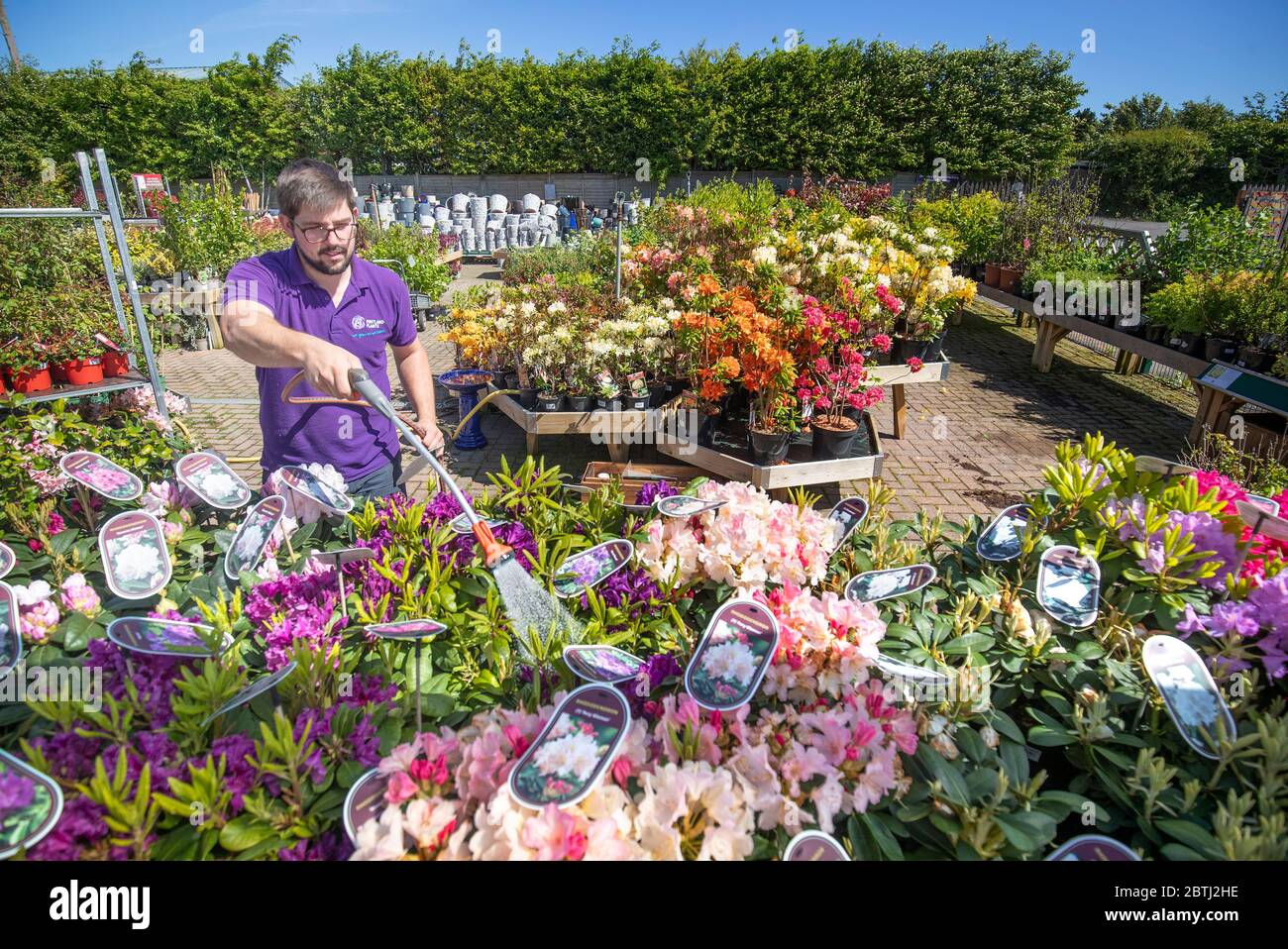 Billy ross at pentland plants garden centre hires stock photography