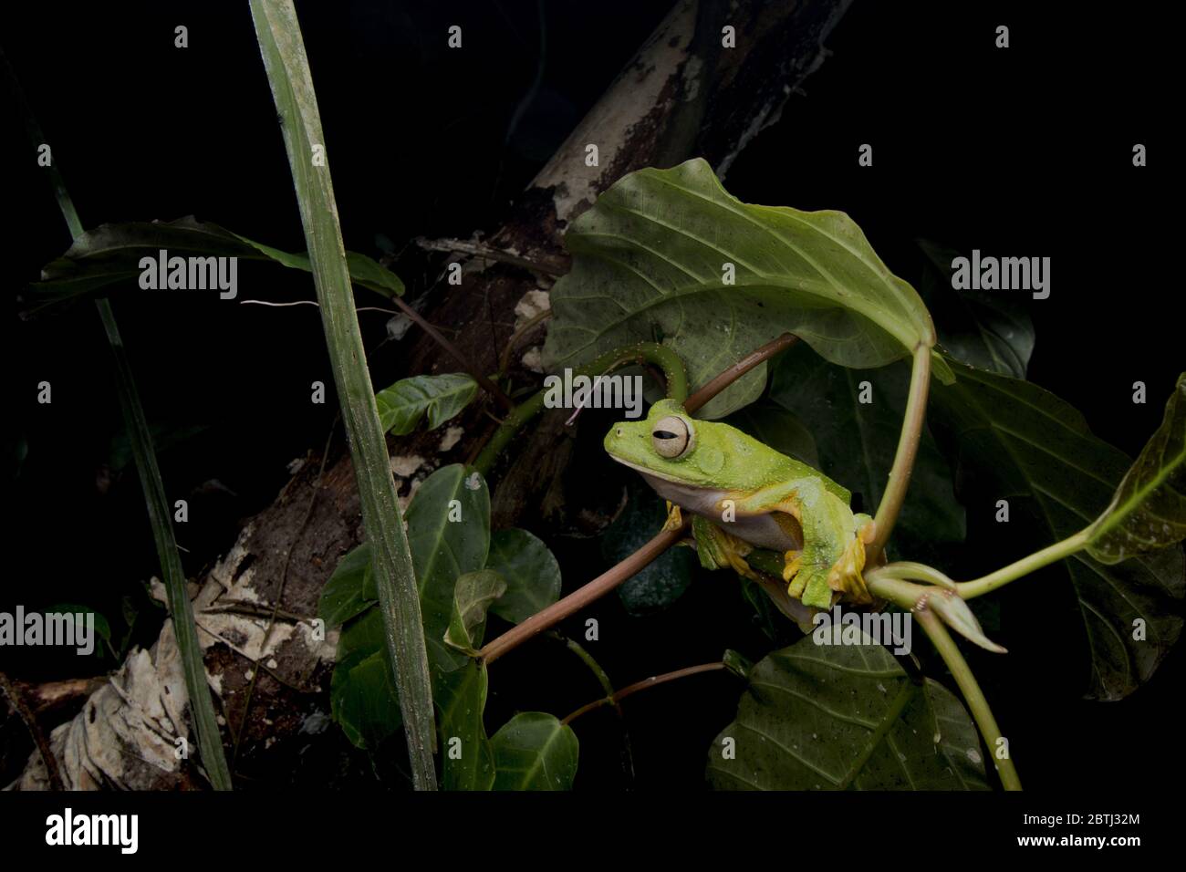 Wallace's Gliding Frog (Rhacophorus nigropalmatus) Like most of the frogs in this family, they live high up on tree canopies. Stock Photo