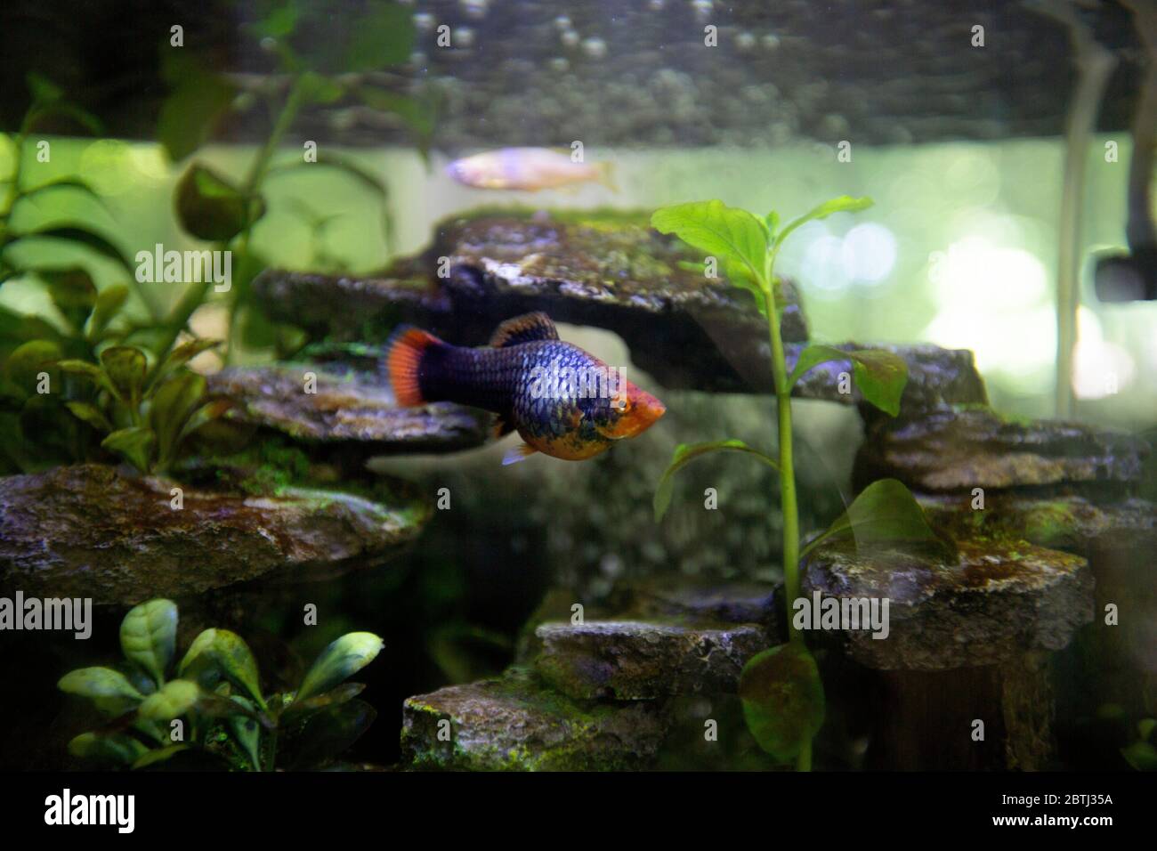 A Platy freshwater fish in a fish tank. Popular temperate pets. Stock Photo