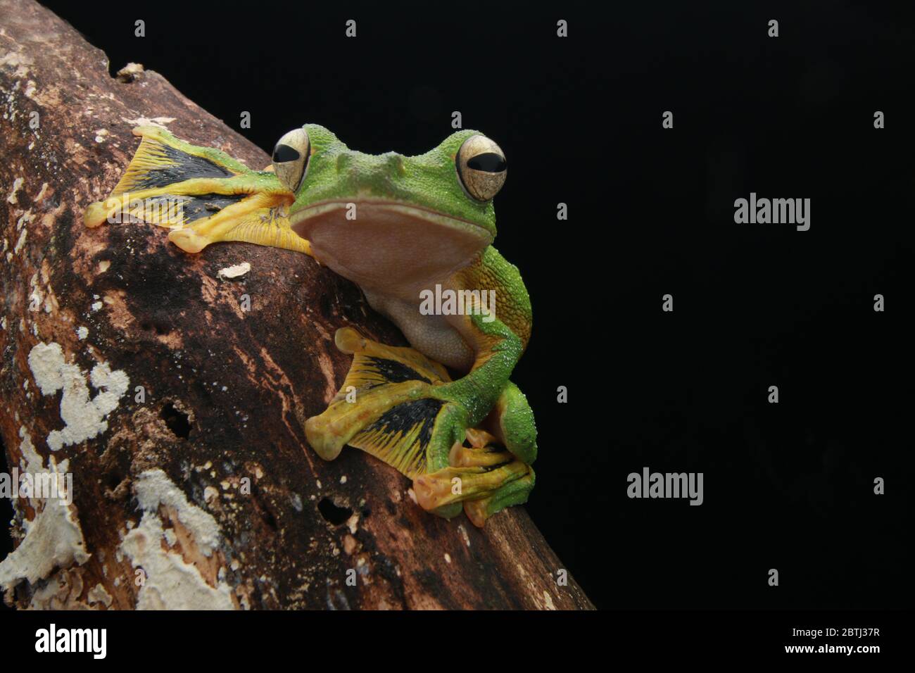 Wallace's Gliding Frog (Rhacophorus nigropalmatus) Like most of the frogs in this family, they live high up on tree canopies. Stock Photo