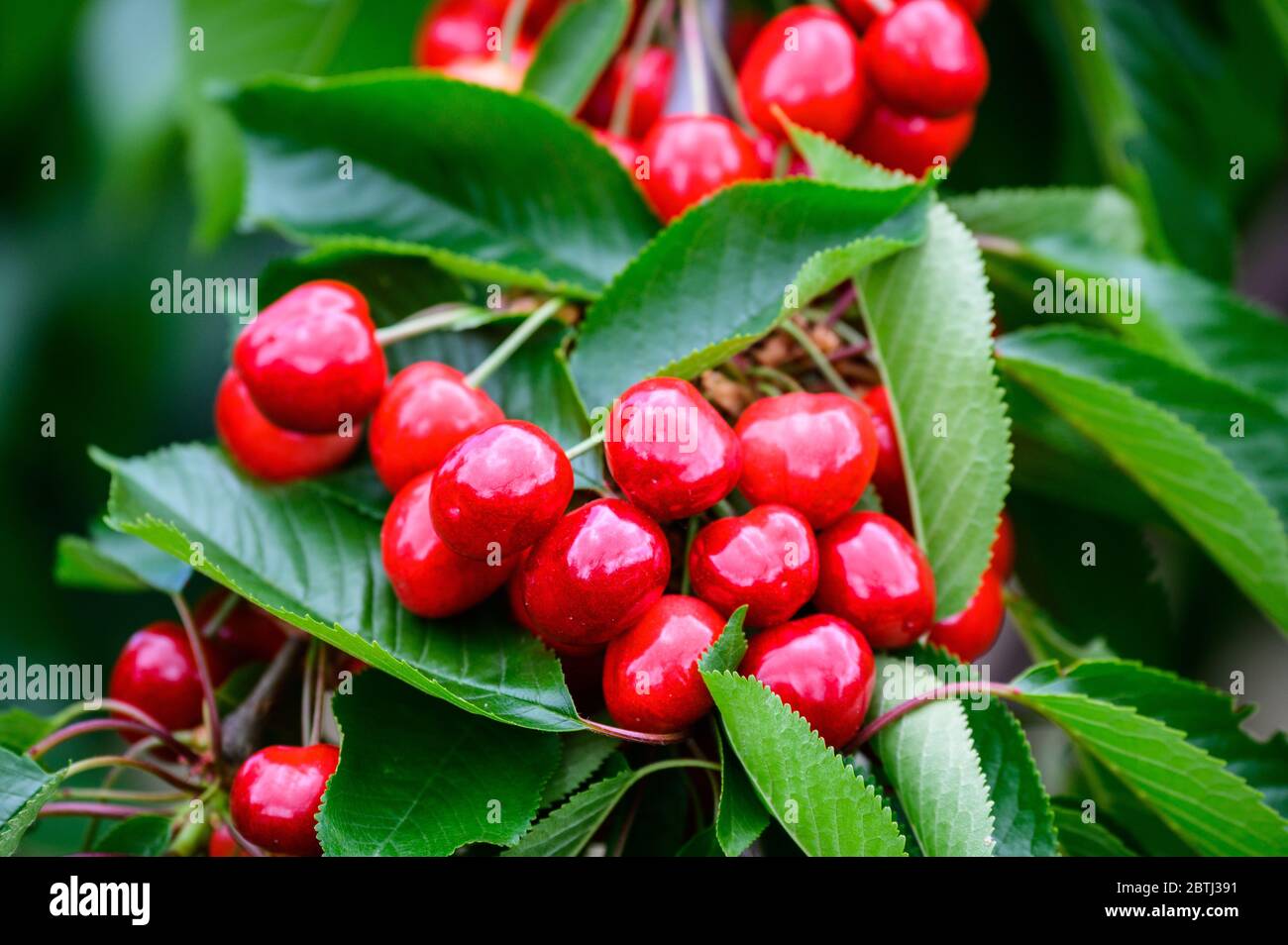 Mainz Germany 26th May Red Cherries Hang In An Orchard The Fruit Growers Expect A Good Cherry Harvest This Year The Weather Conditions Have Been Favourable So Far Credit Andreas Arnold Dpa Alamy