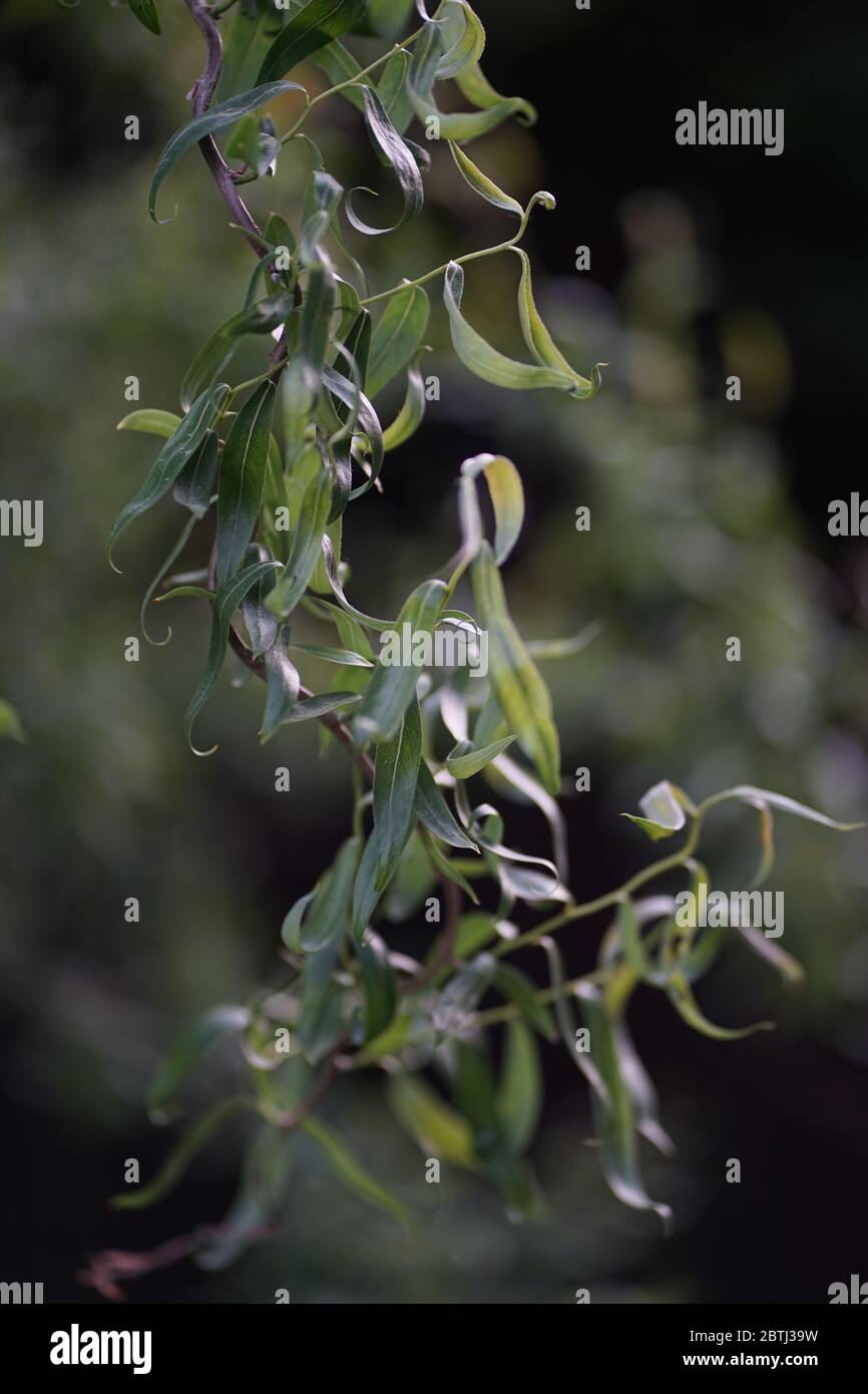Close up of branches and leaves of corkscrew willow, Salix matsudana