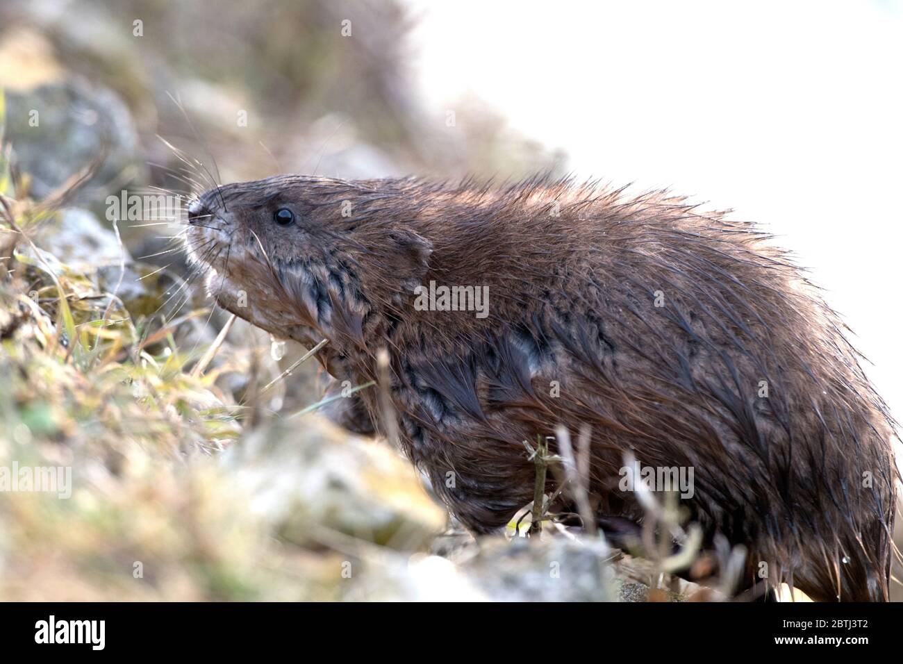 Bisam hi-res stock photography and images - Alamy