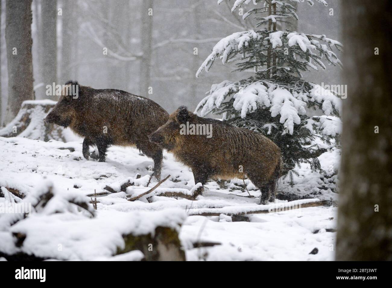 Wildschweine im Winter Stock Photo Alamy
