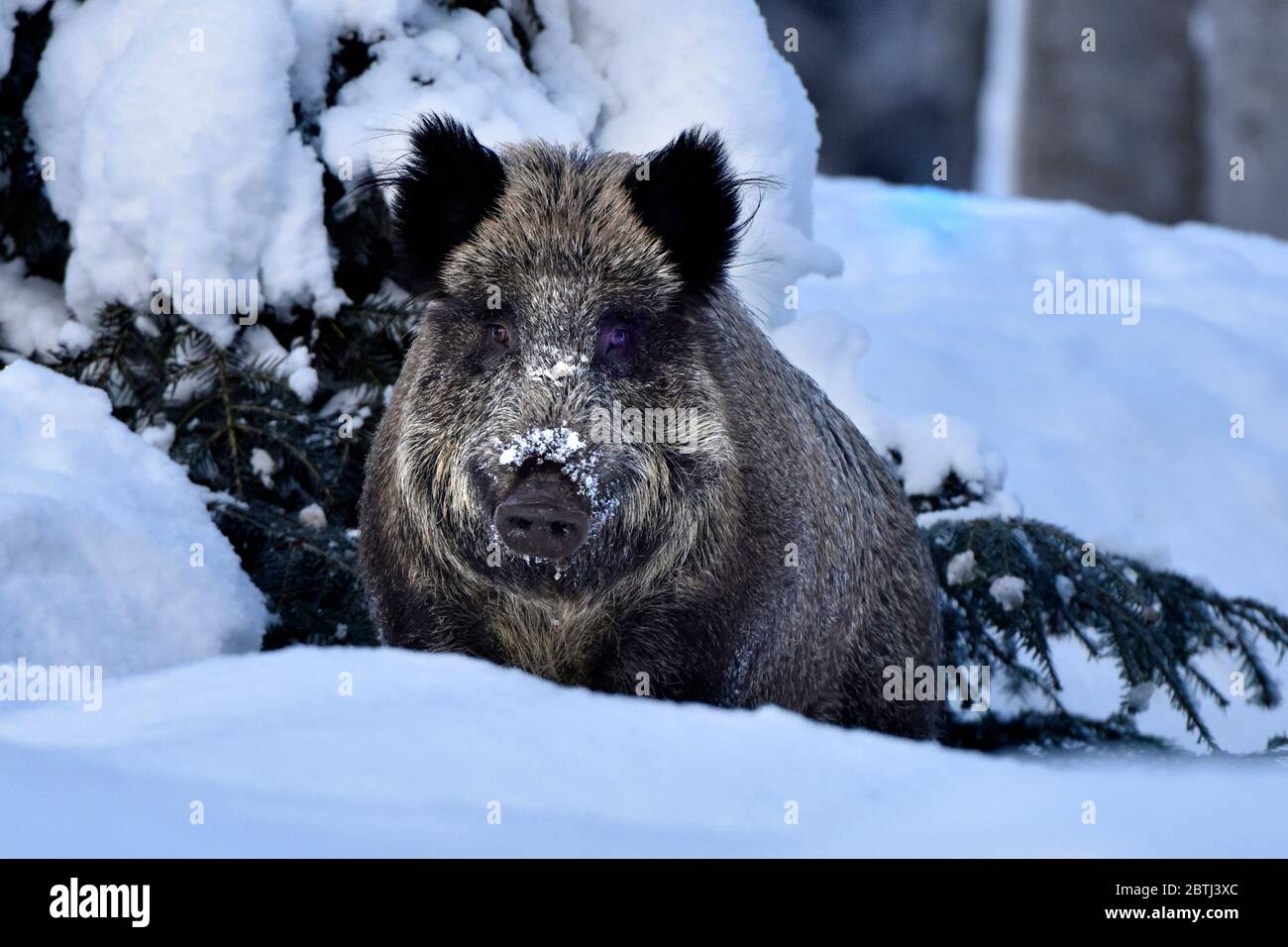 Wild boars in Snow, forest Stock Photo - Alamy