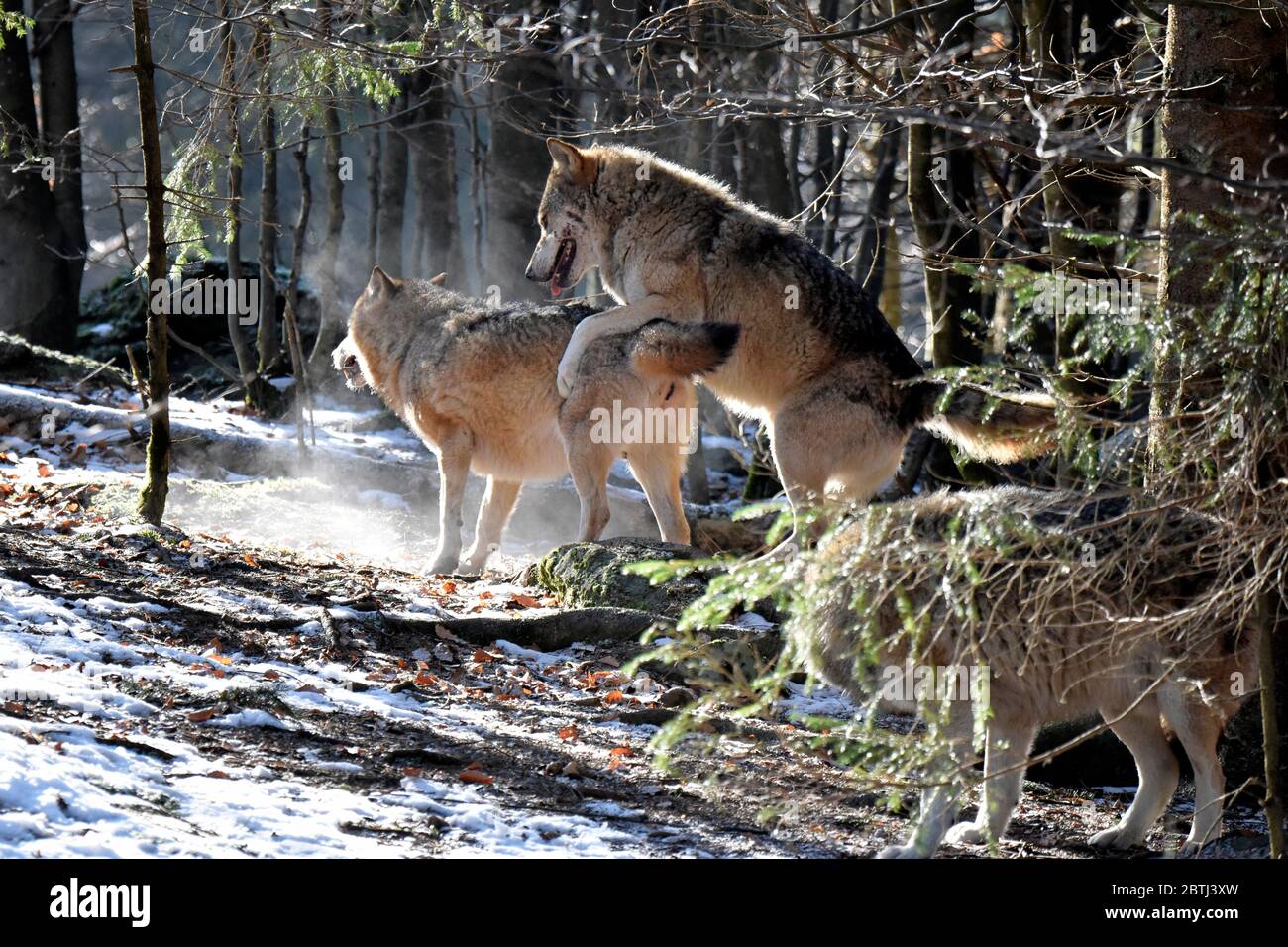 Wölfe, Paarung Stock Photo