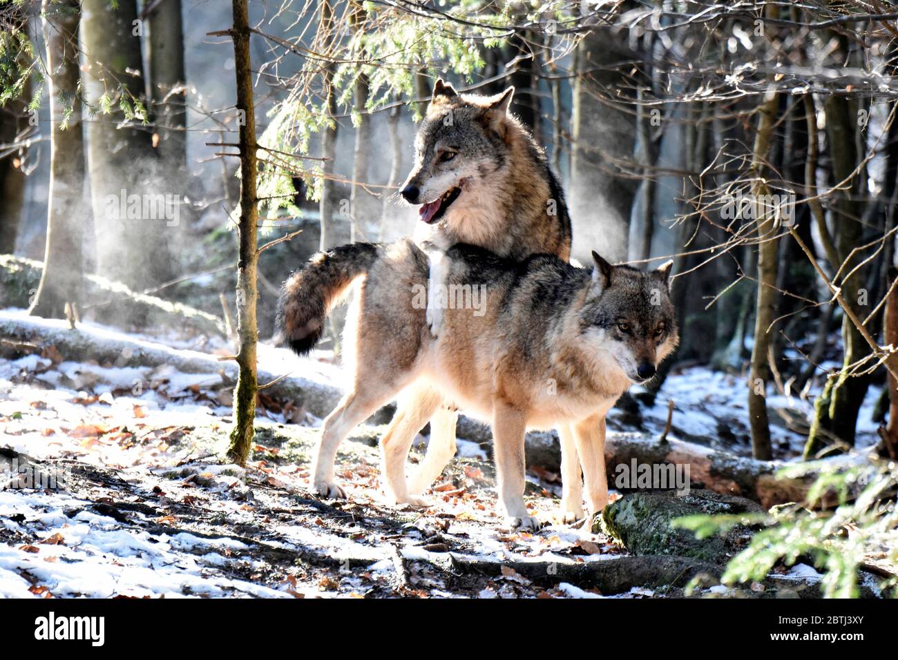 Paarung hi-res stock photography and images - Alamy