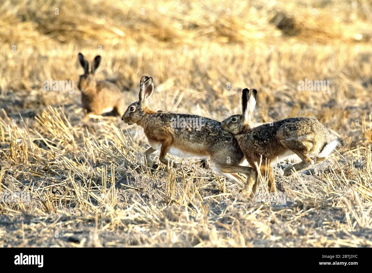 Hase in der blumenwiese hi-res stock photography and images - Alamy Hase in der blumenwiese hi-res stock photography and images - Alamy