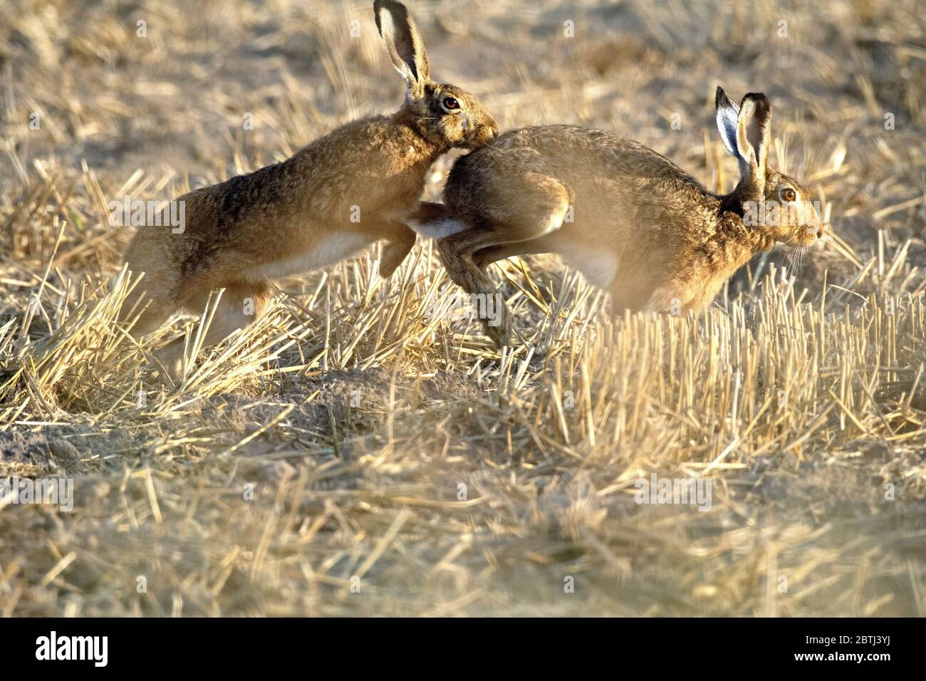Hase in der blumenwiese hi-res stock photography and images - Alamy Hase in der blumenwiese hi-res stock photography and images - Alamy