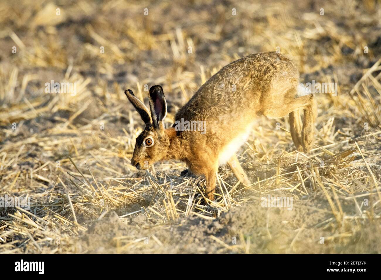 Hase in der blumenwiese hi-res stock photography and images - Alamy Hase in der blumenwiese hi-res stock photography and images - Alamy