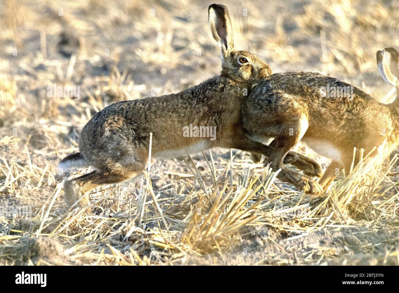 Hase in der blumenwiese hi-res stock photography and images - Alamy Hase in der blumenwiese hi-res stock photography and images - Alamy