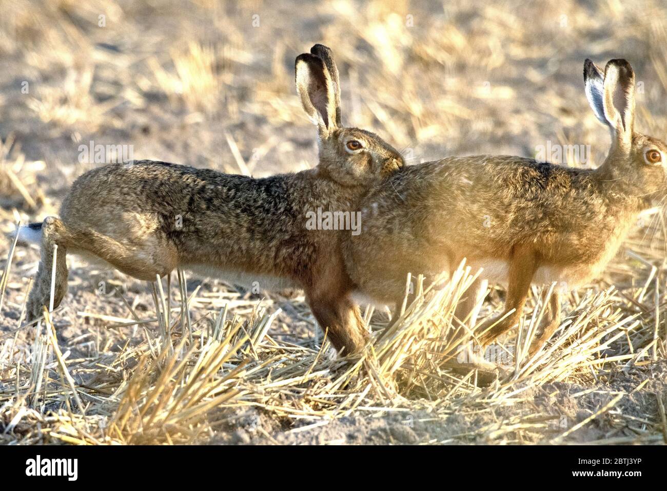Hase in der blumenwiese hi-res stock photography and images - Alamy Hase in der blumenwiese hi-res stock photography and images - Alamy