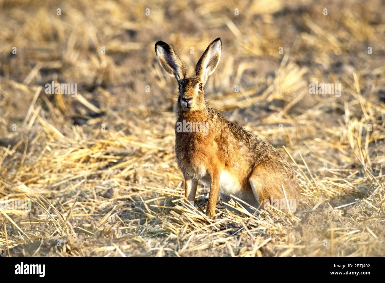 Hase in der blumenwiese hi-res stock photography and images - Alamy Hase in der blumenwiese hi-res stock photography and images - Alamy