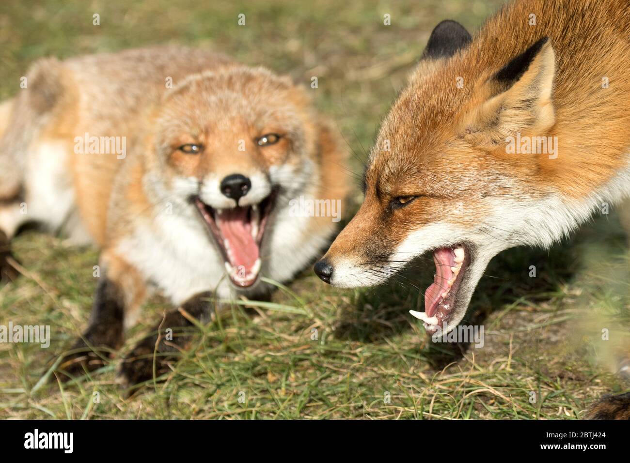 Rotfuchs Stock Photo